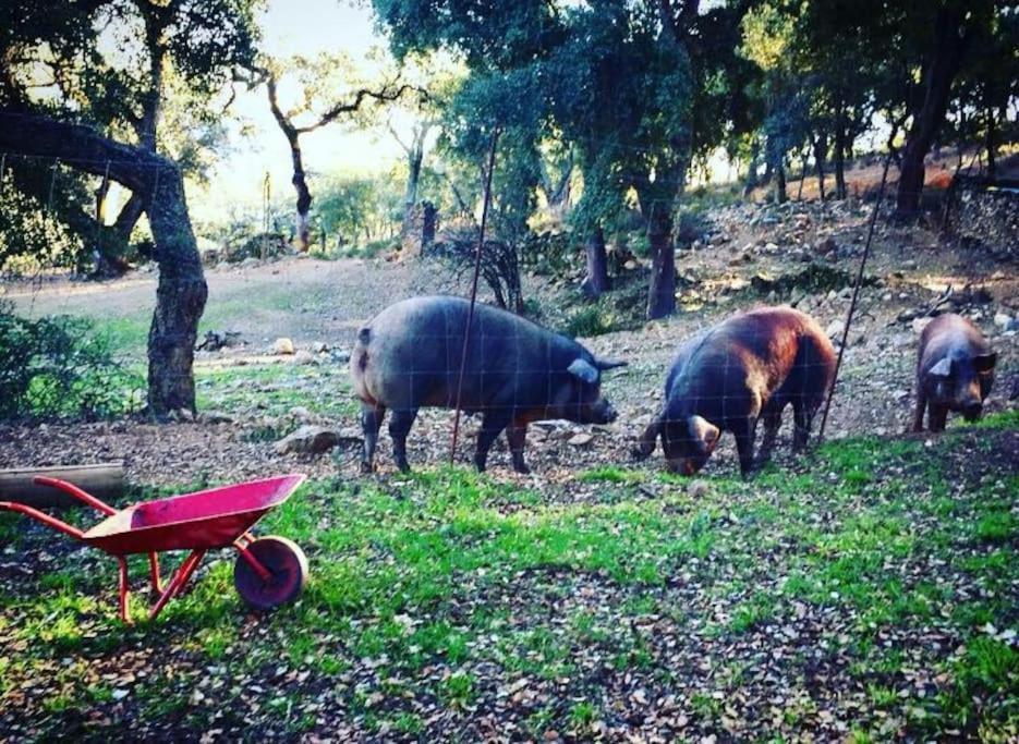 קורטגנה Casa Rural Alicia מראה חיצוני תמונה