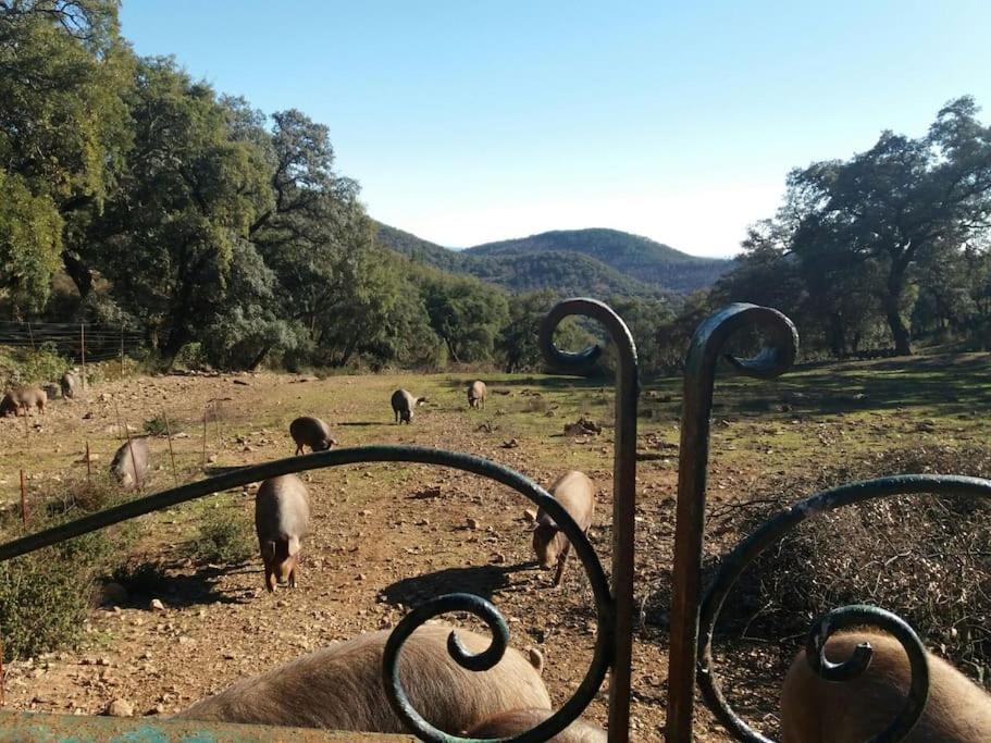 קורטגנה Casa Rural Alicia מראה חיצוני תמונה