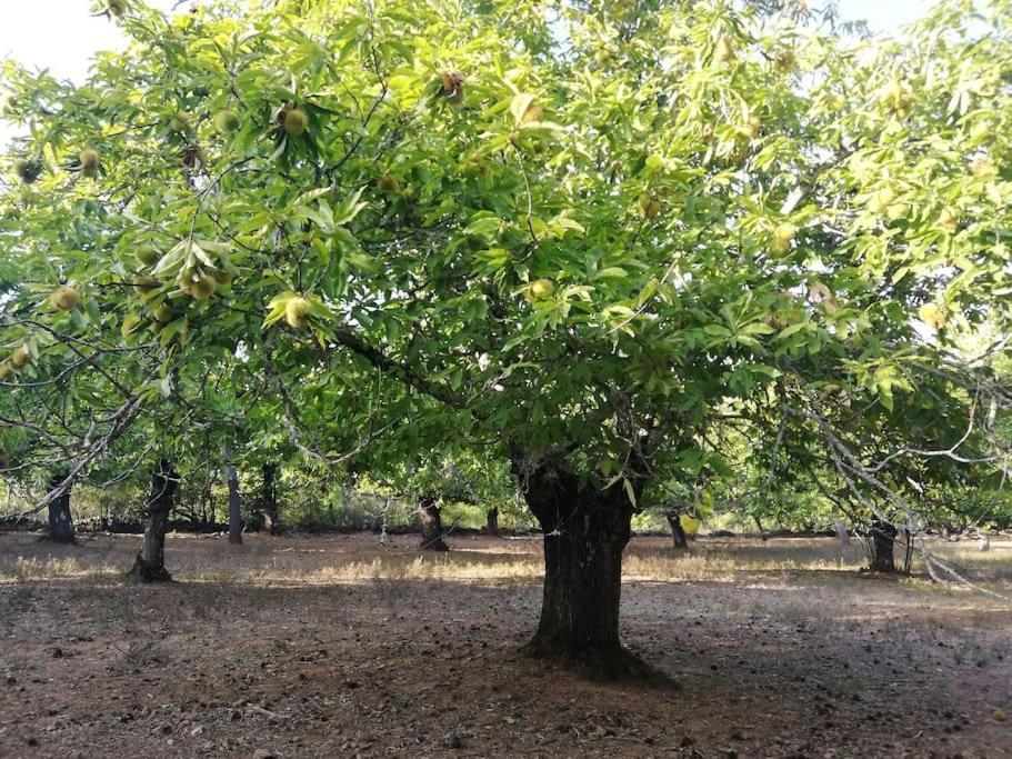קורטגנה Casa Rural Alicia מראה חיצוני תמונה